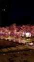 夜桜ライトアップ