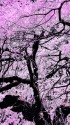 枝垂れ桜