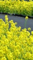 菜の花