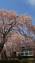 学校の桜(旧山本中学)