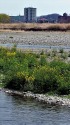 菜の花の咲く多摩川