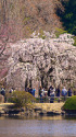新宿御苑・水辺の桜