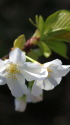 大島桜