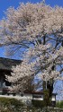 瑠璃寺の枝垂れ