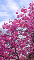 上野公園の陽光桜
