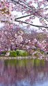 不忍池の桜