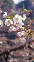 千鳥ヶ淵の桜