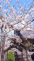 靖国神社 標準木の桜
