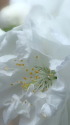 白い花が好き