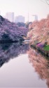 千鳥ヶ淵の桜