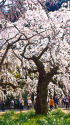 新宿御苑のしだれ桜