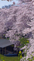 千鳥ヶ淵 満開の桜