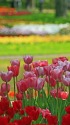 チューリップ