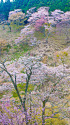 吉野山の春