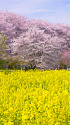 菜の花畑と桜並木