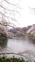 雨降る牛ヶ淵の桜3