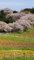 桜回廊