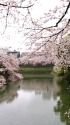 雨降る千鳥ヶ淵の桜