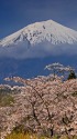 桜に浮かぶ富士