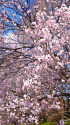 新宿御苑の桜