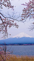 富士山と桜