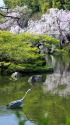 平安神宮の桜