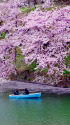 千鳥ヶ淵の桜