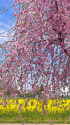 しだれ桜と菜の花畑