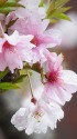 八重桜