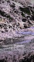 千鳥ヶ淵にて