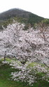 会社前の桜