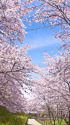 権現堂堤の桜並木