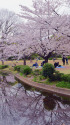 桜の園・2