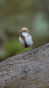 白いシジュウカラ58