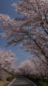 桜満開