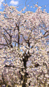 新宿御苑のしだれ桜