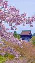 吉野山の春