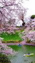 桜咲く千鳥ヶ淵・6