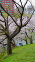 桜咲く千鳥ヶ淵・8