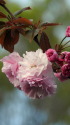八重桜の開花