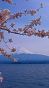 富士山と桜