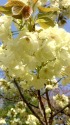 八重桜:鬱金