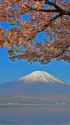 山中湖の春富士