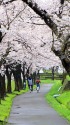 高田の桜並木
