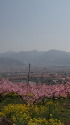 桃畑の風景