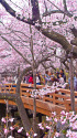 高遠城址公園・桜雲橋と桜