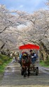 北上展勝地の桜並木