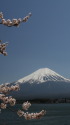 桜&富士山