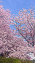 権現堂堤の桜