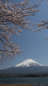 春の富士山